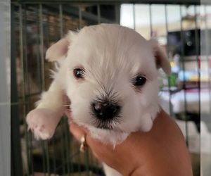 Maltese Puppy for sale in PLACITAS, NM, USA
