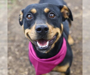 Pembroke Welsh Corgi-Rottweiler Mix Dogs for adoption in San Antonio, TX, USA