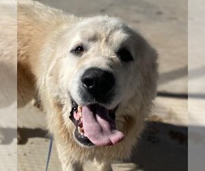Great Pyrenees-Unknown Mix Dogs for adoption in Kanab, UT, USA