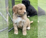 Small Photo #6 Aussiedoodle Puppy For Sale in BATTLE GROUND, WA, USA