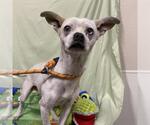 Small Chihuahua Mix