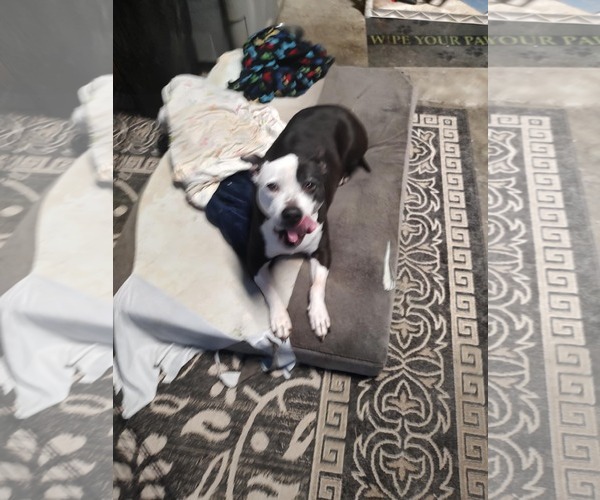 Medium Photo #2 American Pit Bull Terrier-Unknown Mix Puppy For Sale in Jackson Township, NJ, USA