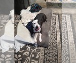 Small #1 American Pit Bull Terrier Mix