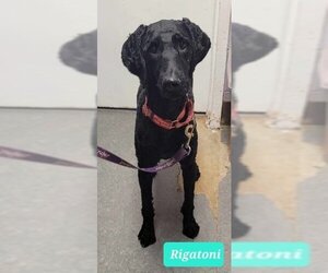 Affenpinscher-Unknown Mix Dogs for adoption in Richmond, IN, USA