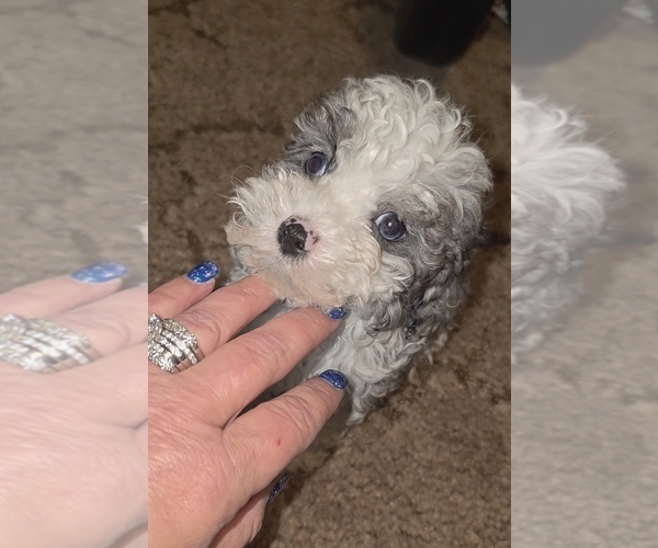 Medium Photo #11 Poodle (Toy) Puppy For Sale in DYERSBURG, TN, USA