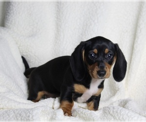 Dachshund Puppy for sale in FREDERICKSBURG, OH, USA