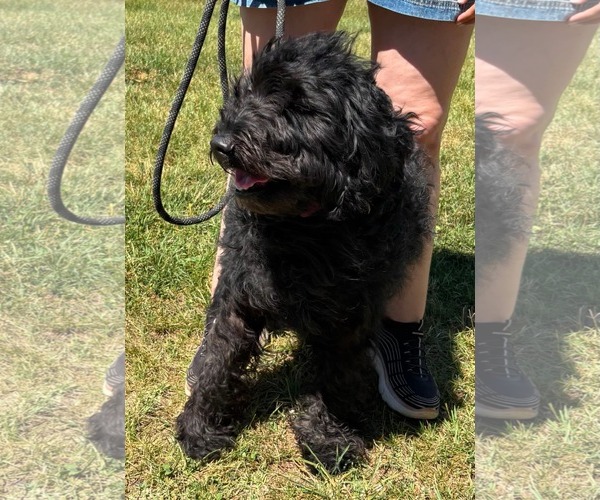 Medium Photo #4 Poodle (Standard)-Unknown Mix Puppy For Sale in Rustburg, VA, USA
