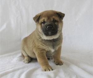 Medium Shiba Inu