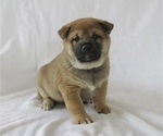 Puppy 1 Shiba Inu