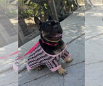 Small #6 French Bulldog