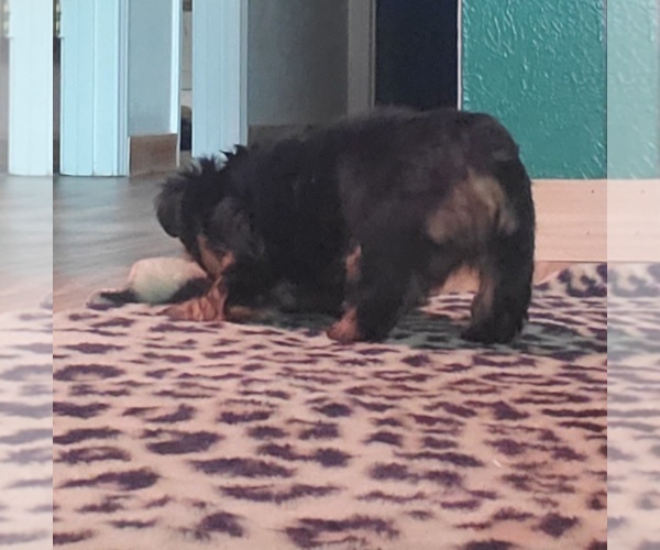 Medium Photo #8 Yorkshire Terrier Puppy For Sale in NEVADA, TX, USA