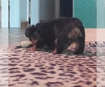 Small #7 Yorkshire Terrier