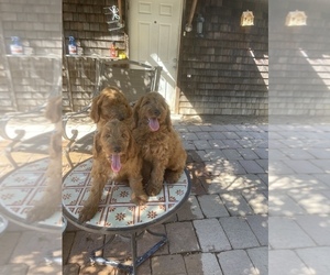 Doodle-Goldendoodle Mix Puppy for sale in MODESTO, CA, USA