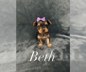 Medium Yorkshire Terrier