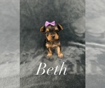 Puppy Beth Yorkshire Terrier