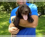 Small Photo #3 Labrador Retriever Puppy For Sale in RAYMOND, IL, USA