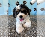Image preview for Ad Listing. Nickname: DIXIE
