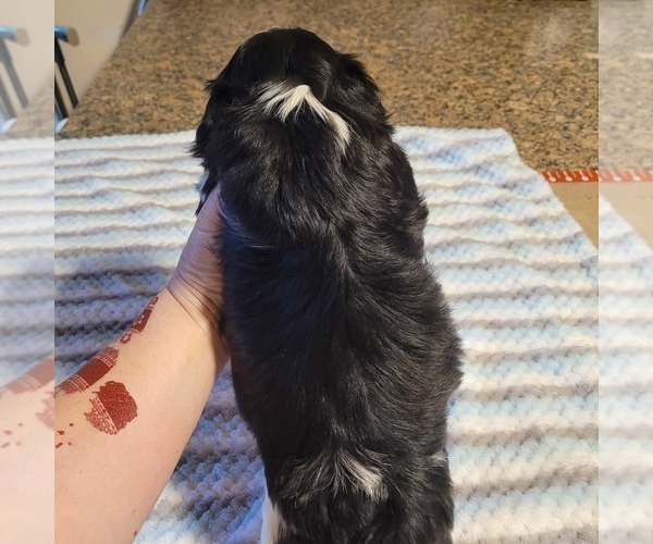 Medium Photo #5 Shih-Poo Puppy For Sale in HOBART, IN, USA