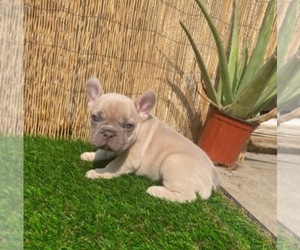 French Bulldog Puppy for sale in SACRAMENTO, CA, USA