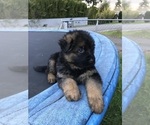 Small Photo #18 German Shepherd Dog Puppy For Sale in KENT, WA, USA