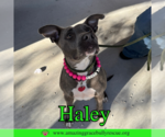 Small #1 American Pit Bull Terrier Mix