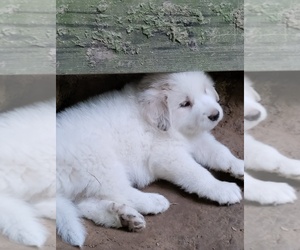 Great Pyrenees Puppy for sale in DALLAS, NC, USA