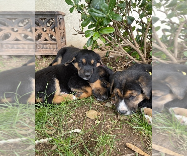 Medium Photo #4 German Shepherd Dog-Treeing Walker Coonhound Mix Puppy For Sale in MESA, AZ, USA