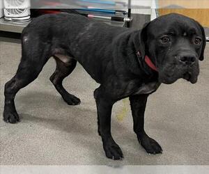 Mutt Dogs for adoption in Forestville, MD, USA