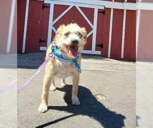 Norfolk Terrier-Unknown Mix Dogs for adoption in Fresno, CA, USA
