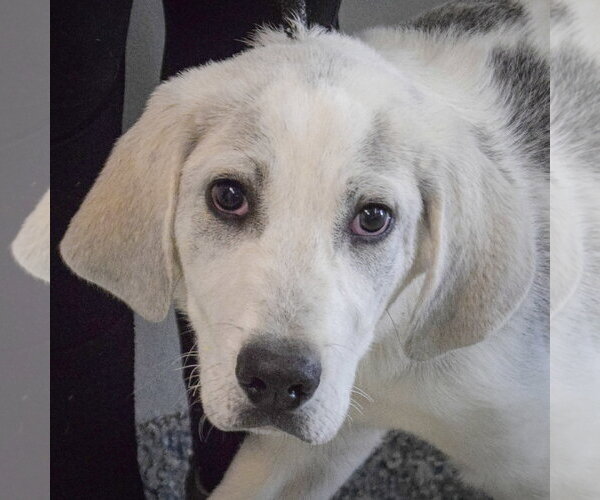 Medium Photo #5 Great Pyredane Puppy For Sale in Huntley, IL, USA