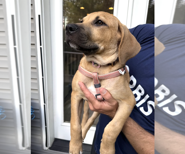 Medium Photo #3 Mutt Puppy For Sale in Rockville, MD, USA