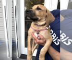 Small #2 Mutt