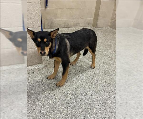 Medium Photo #1 German Shepherd Dog-Unknown Mix Puppy For Sale in Conroe, TX, USA