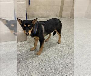 German Shepherd Dog-Unknown Mix Dogs for adoption in Conroe, TX, USA