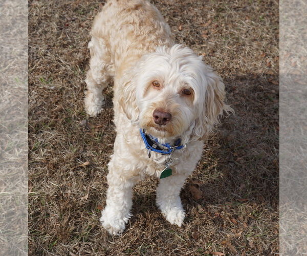 Medium Photo #8 Aussiedoodle Miniature  Puppy For Sale in Garner, NC, USA