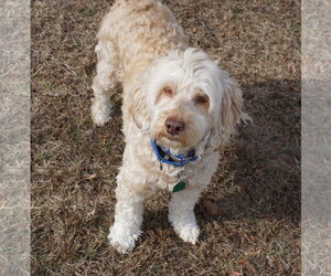 Bella Doodle - Female Aussiedoodle Miniature  Dog for Adoption - Photo #8