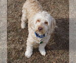 Small Photo #8 Aussiedoodle Miniature  Puppy For Sale in Garner, NC, USA