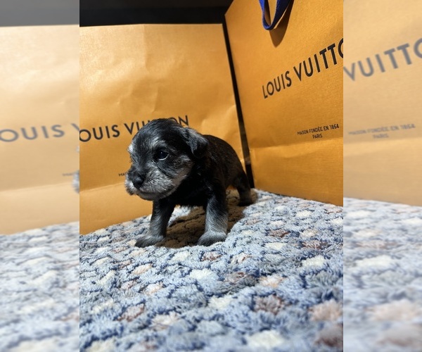 Medium Photo #4 Schnauzer (Miniature) Puppy For Sale in HOUSTON, TX, USA