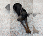 Small Photo #4 Doberman Pinscher Puppy For Sale in Buffalo, MN, USA
