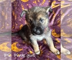 Puppy Pink girl PENDI German Shepherd Dog-Siberian Husky Mix