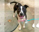 Small #9 Bull Terrier Mix