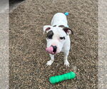 Small #10 American Pit Bull Terrier Mix