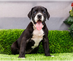 Puppy Kathy Great Dane