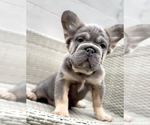 Small Photo #8 French Bulldog Puppy For Sale in AGOURA HILLS, CA, USA