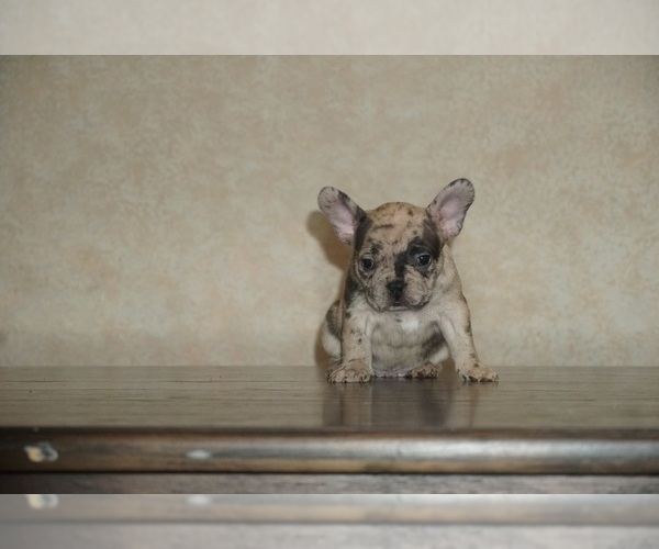 Medium Photo #2 French Bulldog Puppy For Sale in DELRAY BEACH, FL, USA