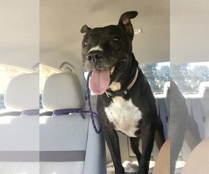 Xena Girl - Female American Pit Bull Terrier-American Staffordshire Terrier Mix Dog for Adoption - Photo #5