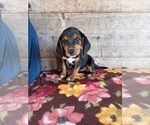 Small #8 Beagle