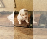 Small Photo #3 Australian Shepherd Puppy For Sale in BAILEYTON, AL, USA