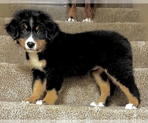 Bernese Mountain Dog Puppy for Sale in FORISTELL, Missouri USA