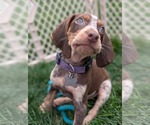 Small Photo #7 Coonhound Puppy For Sale in Holly Springs, NC, USA